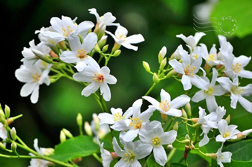 油桐花是什么花 油桐花有什么花语和传说