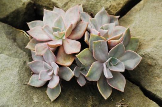 石<a href='https://www.861230.com/guanhuazhiwu/1062.html' target='_blank'><u>莲花</u></a>的传说