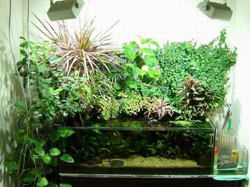家庭水培植物有哪些 水培植物种类大全