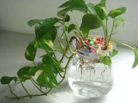 家庭水培植物有哪些 水培植物种类大全