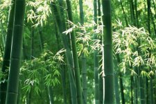 竹子的品质和精神 代表什么
