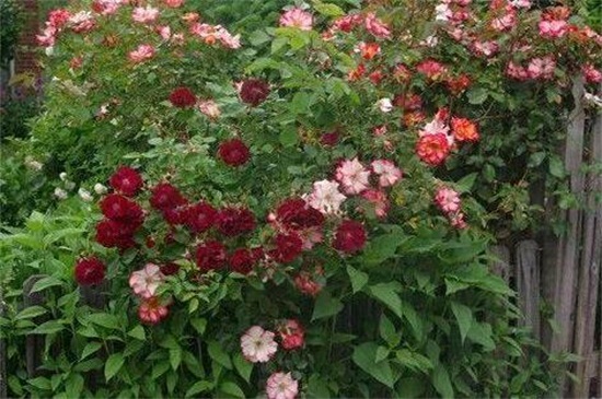 木香花的四大缺点