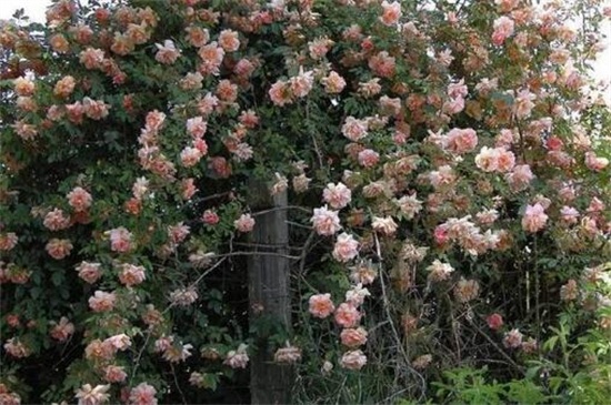 木香花的四大缺点