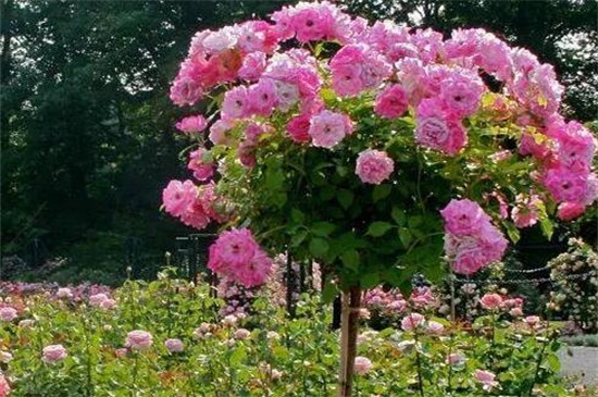 木香花的四大缺点