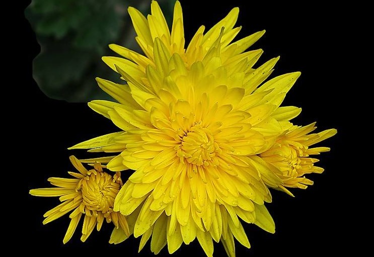 黄菊花的花语是什么?黄菊花的寓意