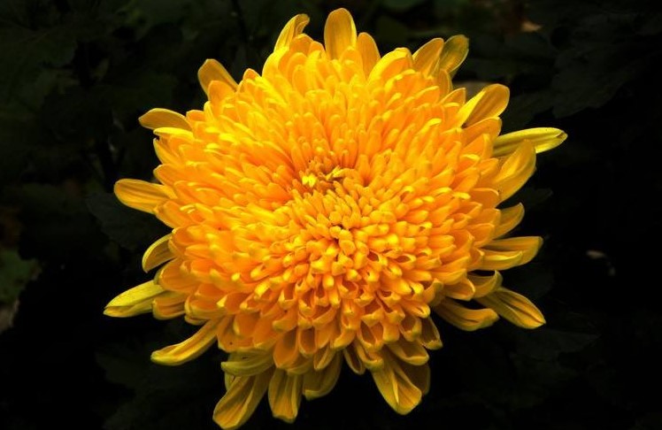 黄菊花的花语是什么?黄菊花的寓意