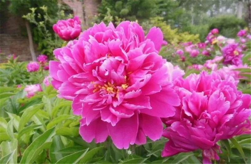 <a href='https://www.861230.com/guanhuazhiwu/6751.html' target='_blank'><u>芍药</u></a>的功效与作用（<a href='https://www.861230.com/guanhuazhiwu/6751.html' target='_blank'><u>芍药</u></a>花茶）