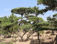 油松栽培技术要点和油松育苗技术介绍