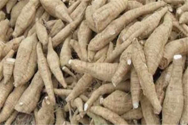 <a href='https://www.861230.com/guanhuazhiwu/6609.html' target='_blank'><u>葛根</u></a>的功效与作用 食用禁忌是什么