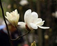 木兰花是什么样子的？木兰花图片及形态特征介绍