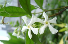 茉莉花茶有什么功效，茉莉花茶功效与作用