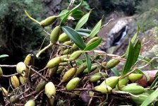 石橄榄怎么种植及作用介绍