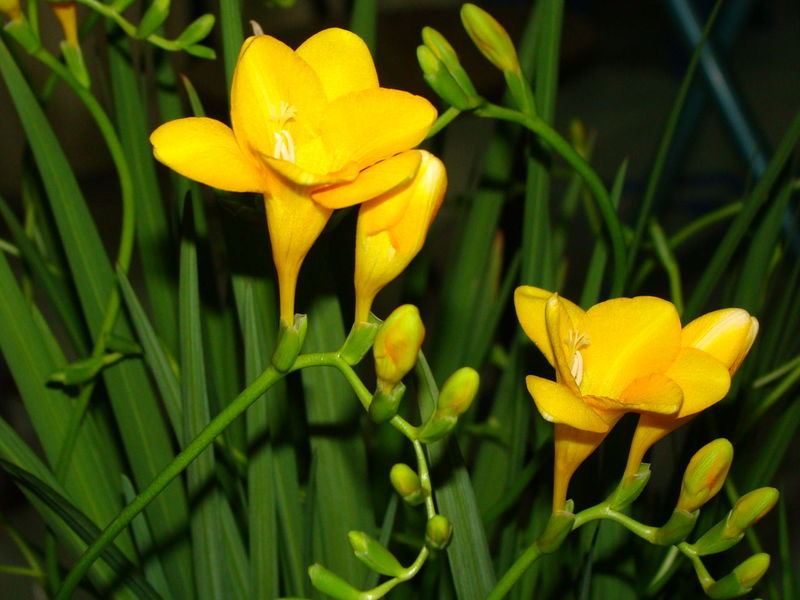 <a href='https://www.861230.com/guanhuazhiwu/6681.html' target='_blank'><u>香雪</u></a>兰(Freesia refracta)