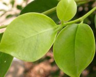 榕树叶形状 榕树叶的作用