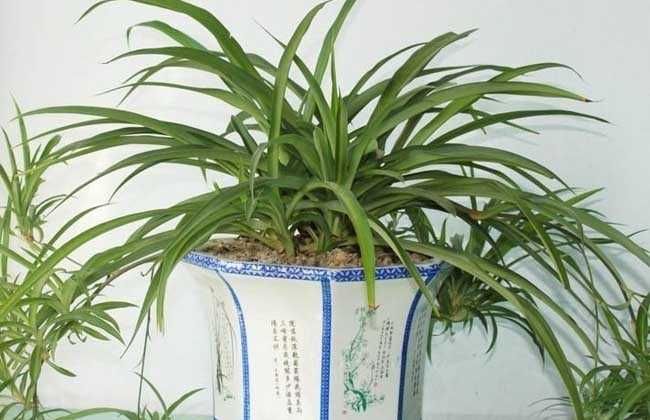 吊兰什么时候开花?吊兰为什么不开花?