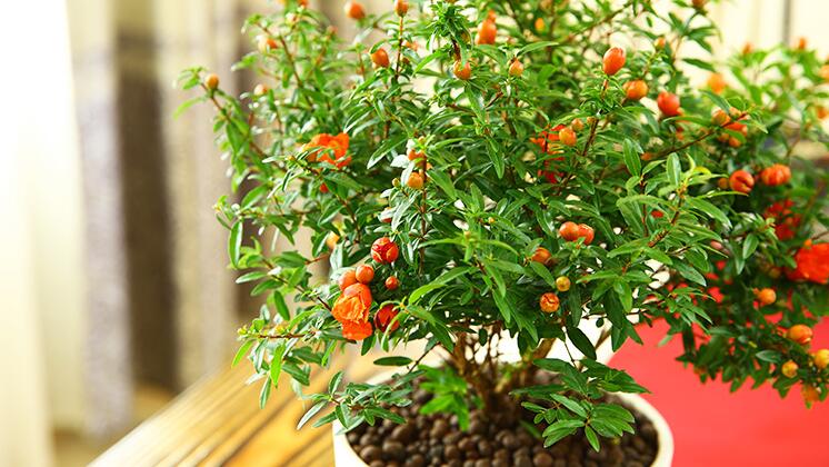 <a href='https://www.861230.com/guanhuazhiwu/6346.html' target='_blank'><u>石榴花</u></a>几月开花？<a href='https://www.861230.com/guanhuazhiwu/6346.html' target='_blank'><u>石榴花</u></a>的开花时间