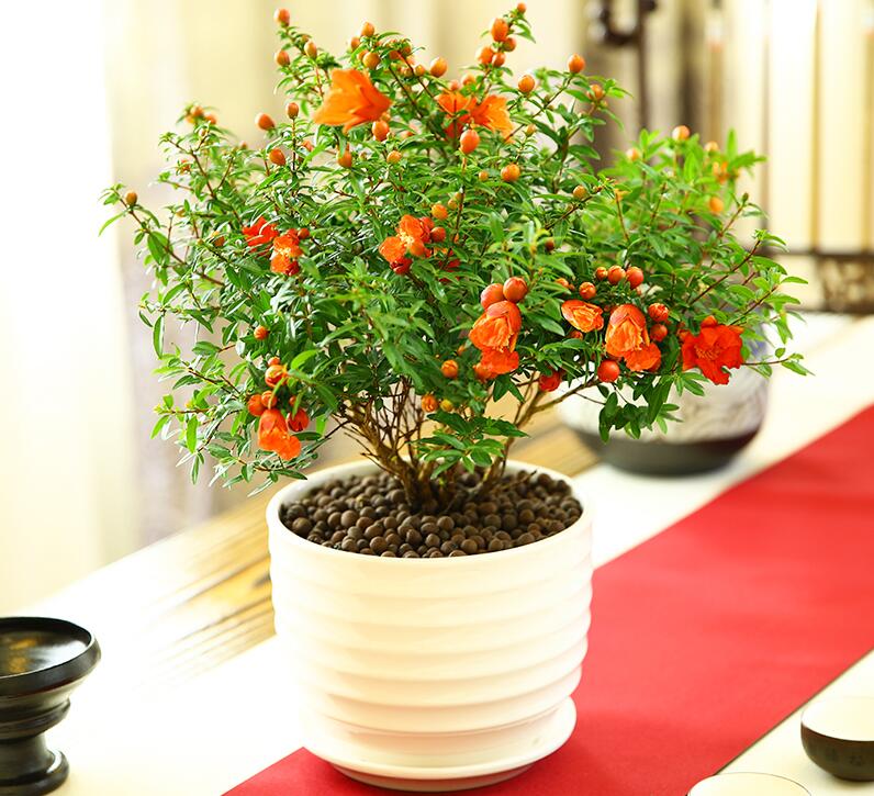 <a href='https://www.861230.com/guanhuazhiwu/6346.html' target='_blank'><u>石榴花</u></a>几月开花？<a href='https://www.861230.com/guanhuazhiwu/6346.html' target='_blank'><u>石榴花</u></a>的开花时间