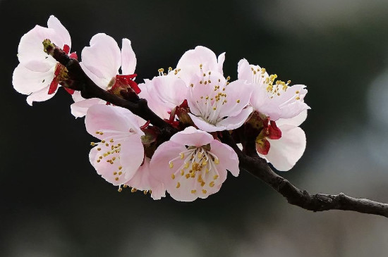 素心腊<a href='https://www.861230.com/guanhuazhiwu/9.html' target='_blank'><u>梅</u></a>叶子枯了怎么办