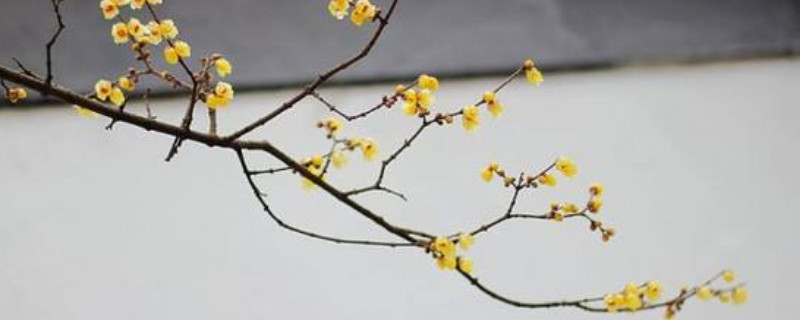 素心腊<a href='https://www.861230.com/guanhuazhiwu/9.html' target='_blank'><u>梅</u></a>叶子枯了怎么办