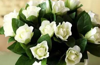 <a href='https://www.861230.com/guanhuazhiwu/11.html' target='_blank'><u>栀子花</u></a>的毒性介绍