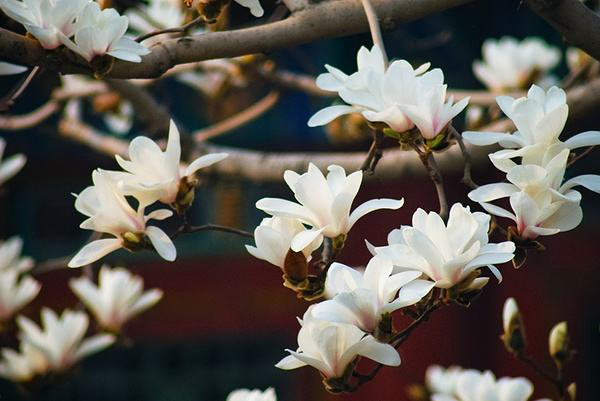 <a href='https://www.861230.com/guanhuazhiwu/6633.html' target='_blank'><u>白玉兰</u></a>的花语是什么?<a href='https://www.861230.com/guanhuazhiwu/6633.html' target='_blank'><u>白玉兰</u></a>的寓意和象征
