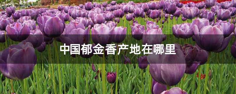 中国<a href='https://www.ahuacao.com/guanhuazhiwu/63.html' target='_blank'><u>郁金香</u></a>产地在哪里