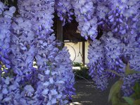 紫藤萝花的花语是什么？
