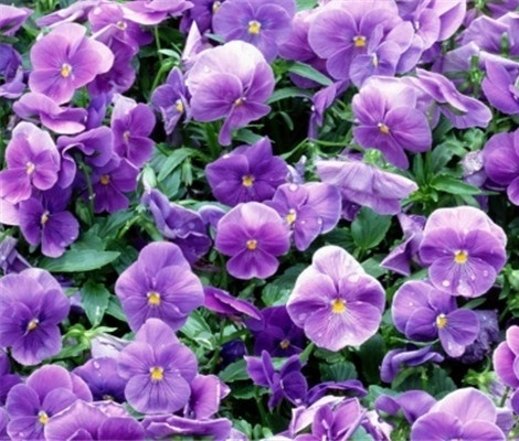 附子花的花语是什么 附子花的养殖方法