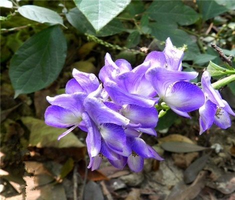 附子花的花语是什么 附子花的养殖方法