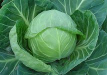 甘蓝菜图片以及功效作用
