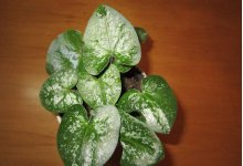 盆栽水生植物的介绍