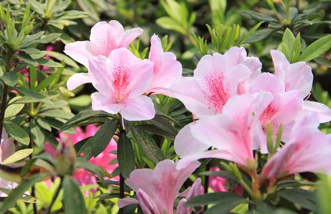 <a href='https://www.861230.com/guanhuazhiwu/31.html' target='_blank'><u>杜鹃花</u></a>多少钱一株 <a href='https://www.861230.com/guanhuazhiwu/31.html' target='_blank'><u>杜鹃花</u></a>有哪些品种