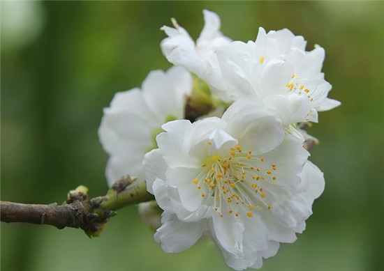 玉蝶<a href='https://www.861230.com/guanhuazhiwu/9.html' target='_blank'><u>梅</u></a>的养殖与功效