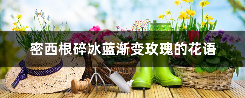 密西根碎冰蓝渐变<a href='https://www.861230.com/guanhuazhiwu/6595.html' target='_blank'><u>玫瑰</u></a>的花语