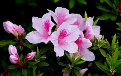 杜鹃花多少钱一株，杜鹃花价格