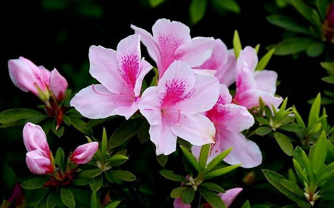 <a href='https://www.861230.com/guanhuazhiwu/31.html' target='_blank'><u>杜鹃花</u></a>多少钱一株,<a href='https://www.861230.com/guanhuazhiwu/31.html' target='_blank'><u>杜鹃花</u></a>价格