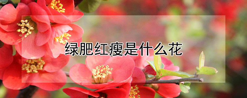 绿肥红瘦是哪种花