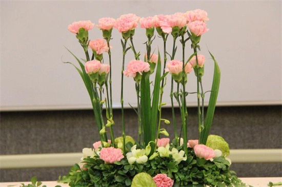 <a href='https://www.861230.com/guanhuazhiwu/49.html' target='_blank'><u>康乃馨</u></a>价格多少钱一支,价格在1~15元浮动
