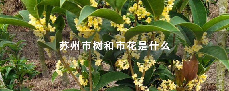 苏州市树和市花是什么