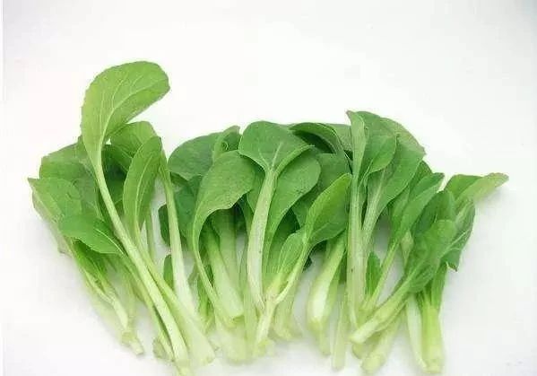 鸡毛菜图片及其种植方法介绍