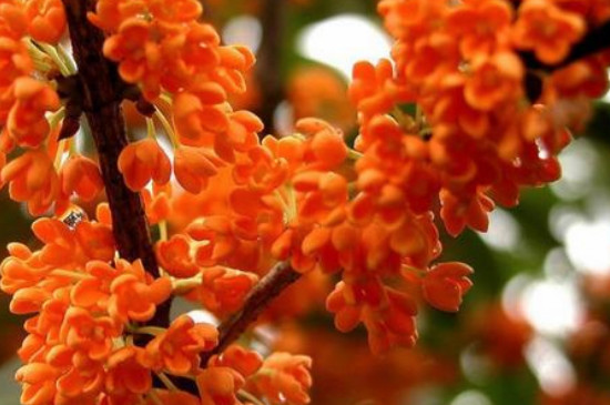 丹<a href='https://www.861230.com/guanhuazhiwu/42.html' target='_blank'><u>桂花</u></a>的介绍