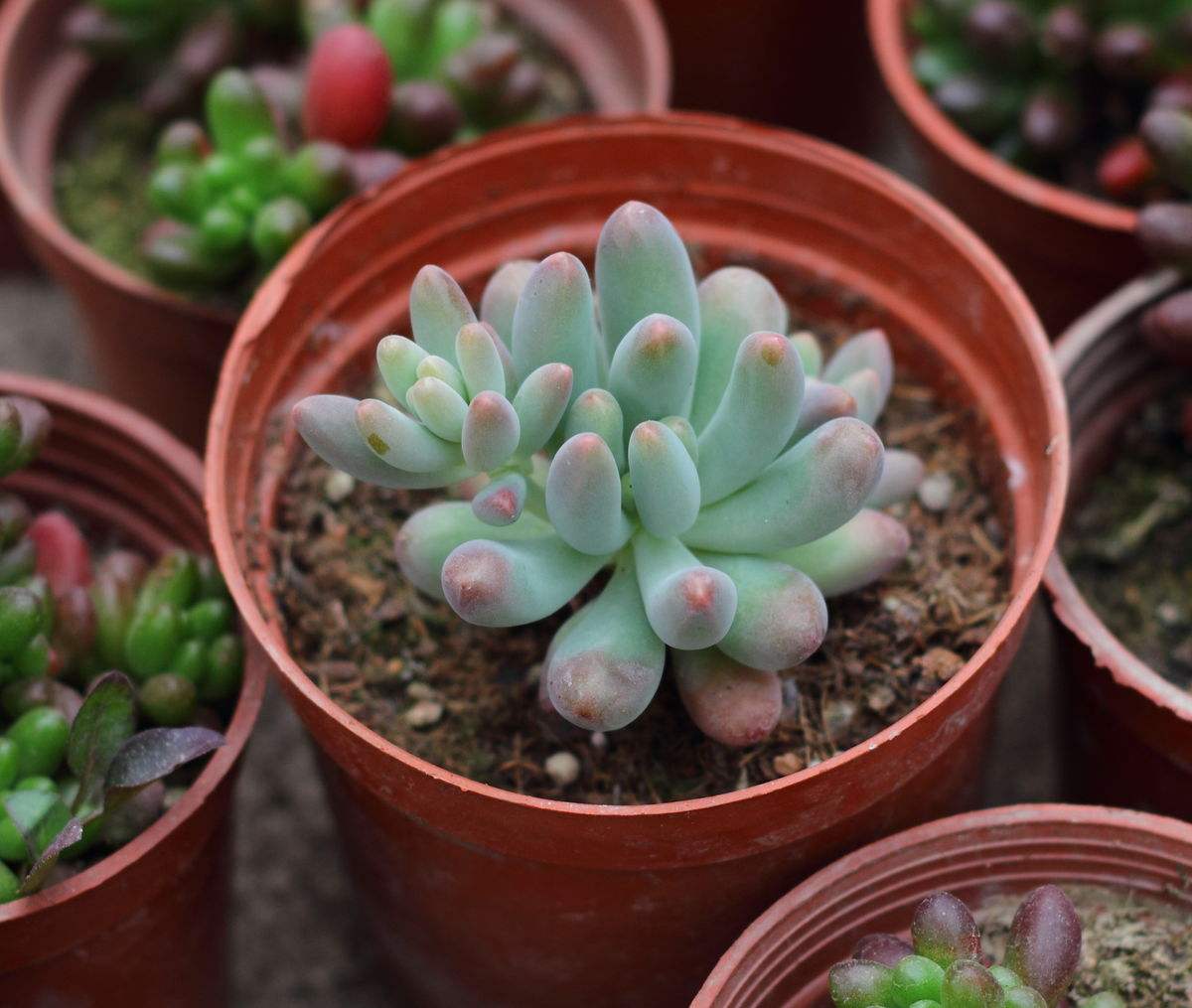 耳坠草的花语 耳坠草的培植方法