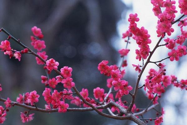 <a href='https://www.861230.com/guanhuazhiwu/9.html' target='_blank'><u>梅花</u></a>的精神特点