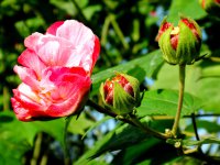 木芙蓉花期多长 木芙蓉花期及图片欣赏