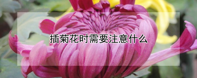 菊花怎么扦插