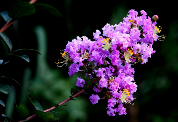 <a href='https://www.861230.com/guanhuazhiwu/3189.html' target='_blank'><u>紫薇</u></a>
