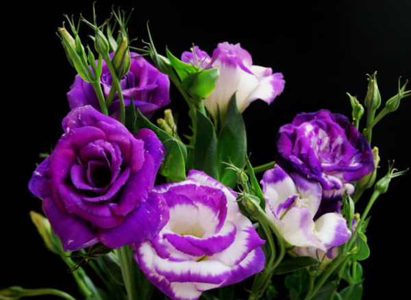<a href='https://www.861230.com/guanhuazhiwu/41.html' target='_blank'><u>桔梗</u></a>