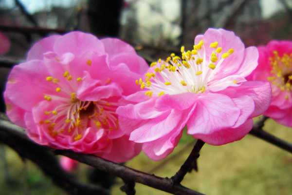 一枝春指的是<a href='https://www.861230.com/guanhuazhiwu/9.html' target='_blank'><u>梅花</u></a>