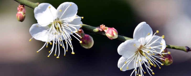 一枝春指的是<a href='https://www.861230.com/guanhuazhiwu/9.html' target='_blank'><u>梅花</u></a>