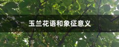 玉兰花语和象征意义，玉兰花的传说